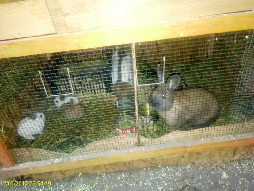  - rasa PESTRIT ENGLEZ