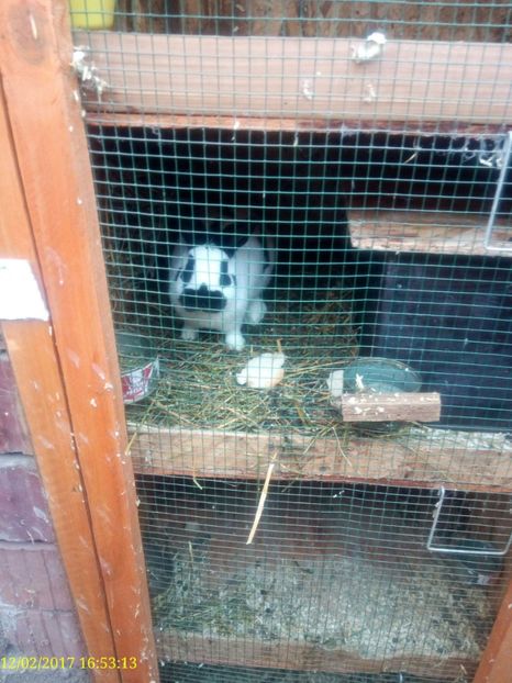  - rasa PESTRIT GERMAN PITIC