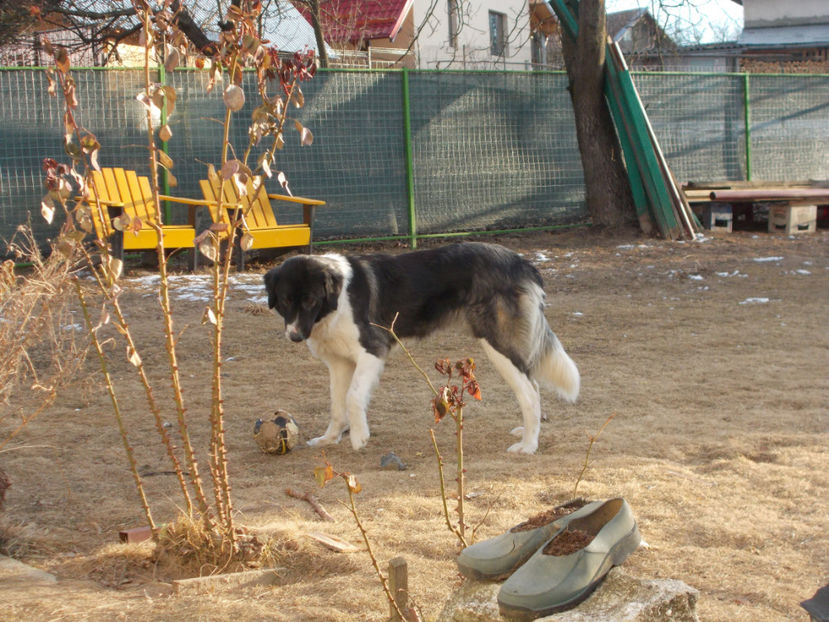 Bora- mama - MONTA BORA 18 01 2017