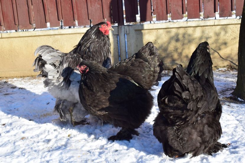  - BRAHMA ALBASTRU 2016-2017