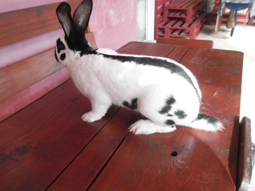 SAM_1848 - Mascul RO 21- CAMPION SB 2017