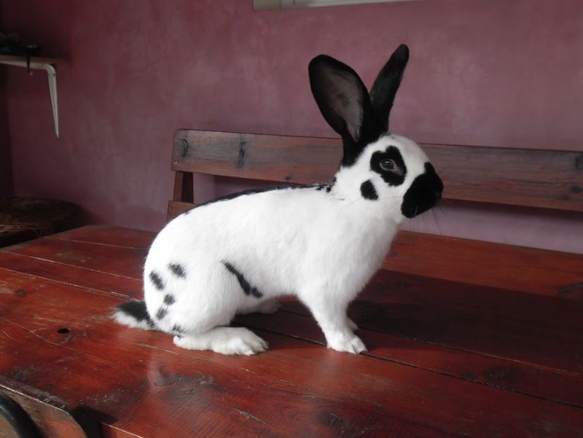 SAM_1852 - Mascul RO 21- CAMPION SB 2017