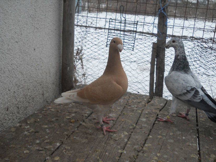  - Porumbei Germani de Frumusete