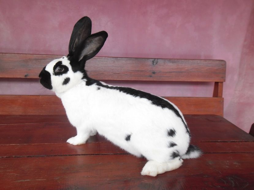 SAM_1774 - Femela 125102