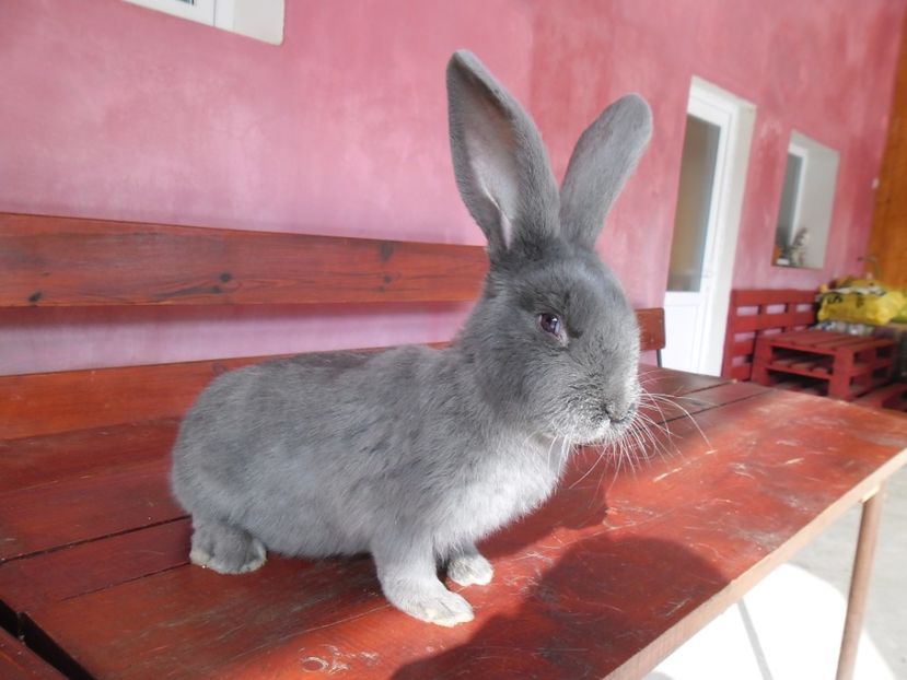 SAM_1891 - Mascul RO 18