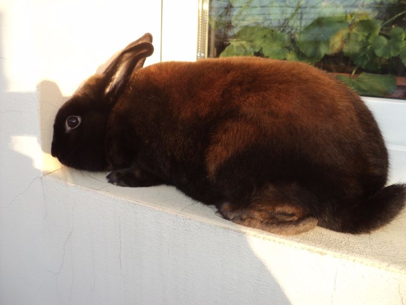  - ceva nou-Satin thuringer