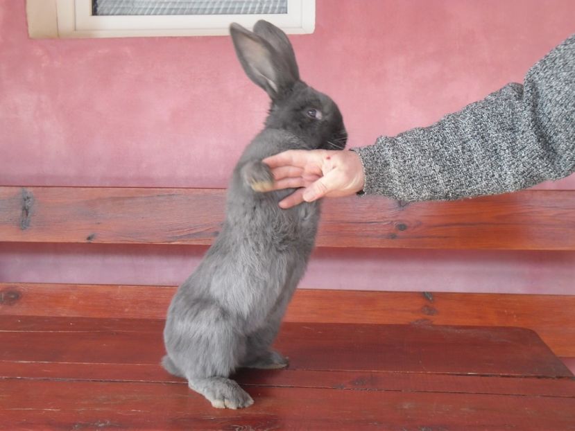 SAM_1909 - Mascul RO 18