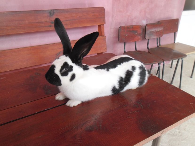 SAM_1873 - Femela 125103