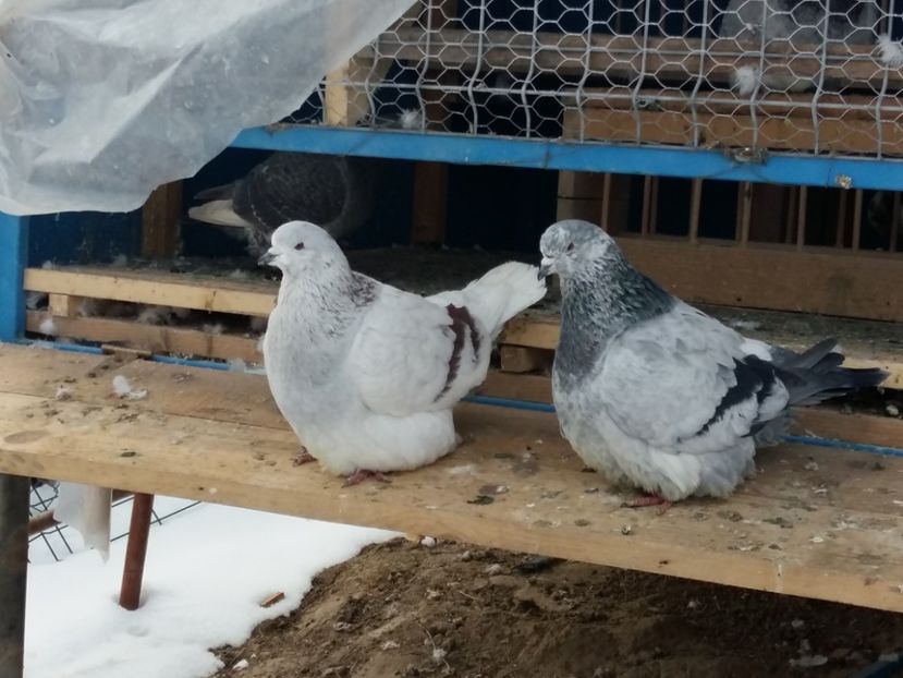  - 13 Mondain Francez