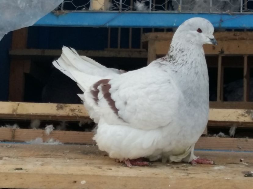  - 13 Mondain Francez