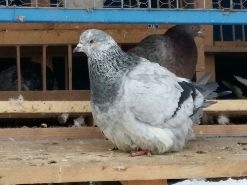  - 13 Mondain Francez