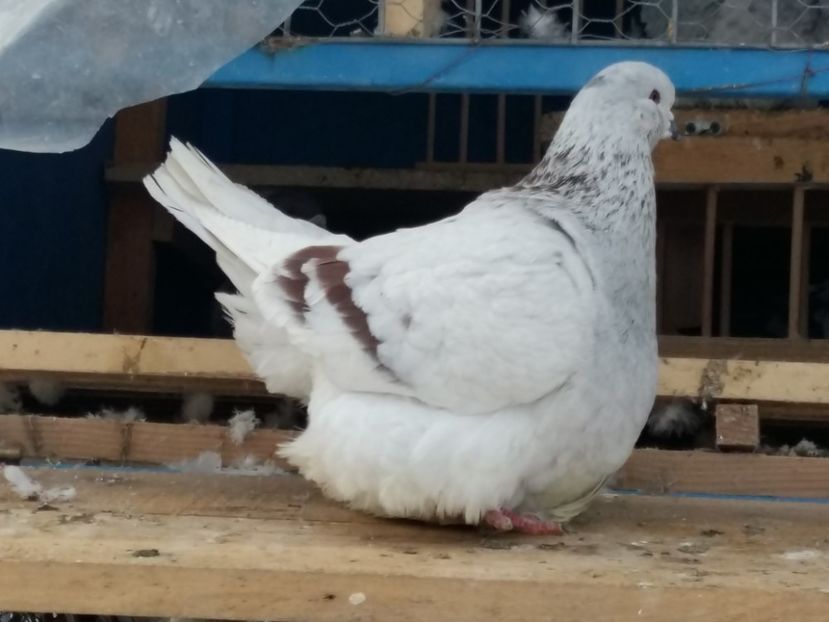  - 13 Mondain Francez