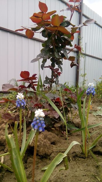  - Phlox si alte perene