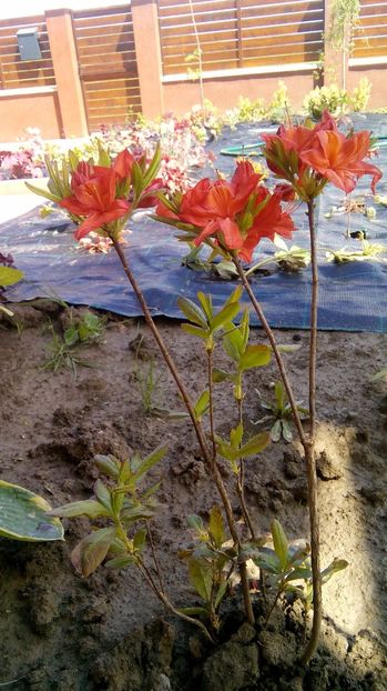  - Phlox si alte perene