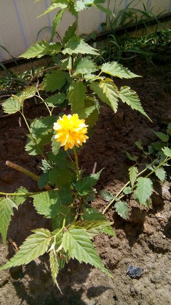  - Phlox si alte perene