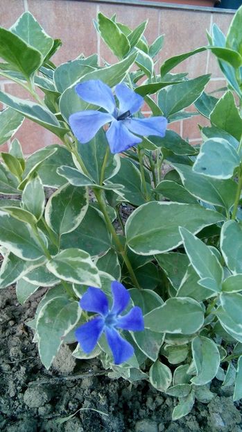  - Phlox si alte perene