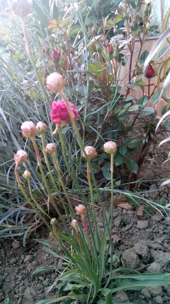  - Phlox si alte perene