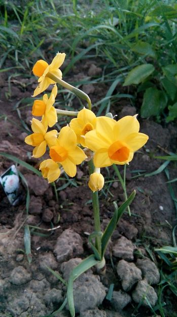  - Phlox si alte perene