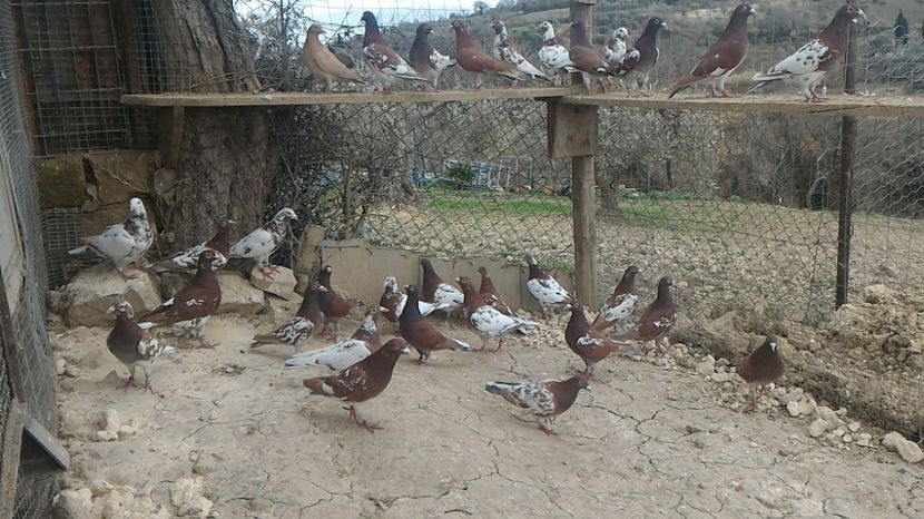 Zburatori 2017 - Voiajori MEULEMANS