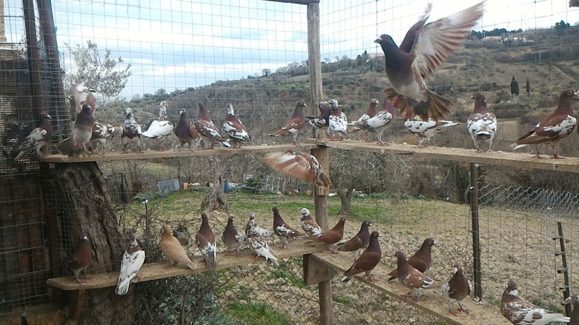Zburatori 2017 - Voiajori MEULEMANS