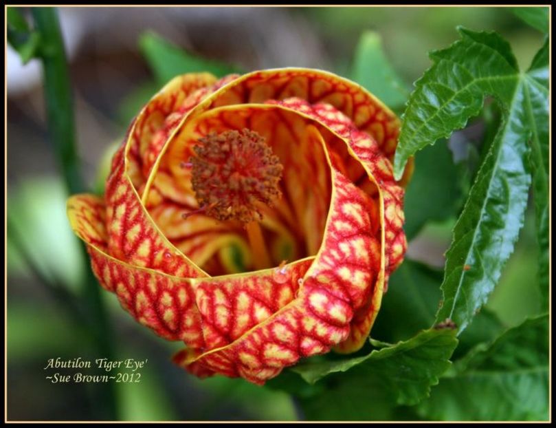 Abutilon BB - Abutillon