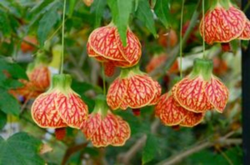 Abutilon Biltmore Ballgown - Abutillon