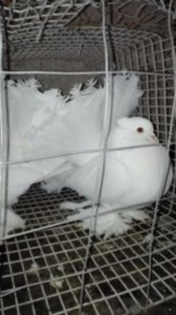 108706033_VRUOFVG3 - Pentru MARIAN 3