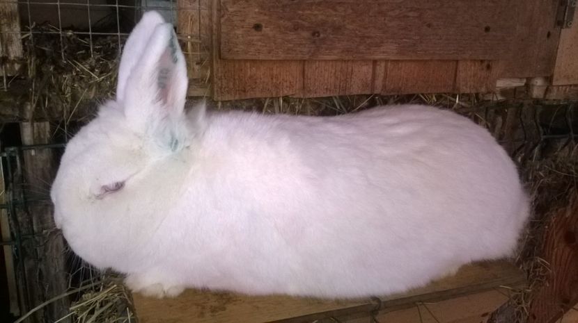 22.08.2016 - femele pt 2017