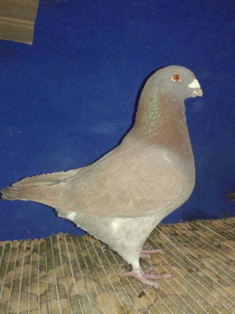 Mascul 2016 - Vanduti