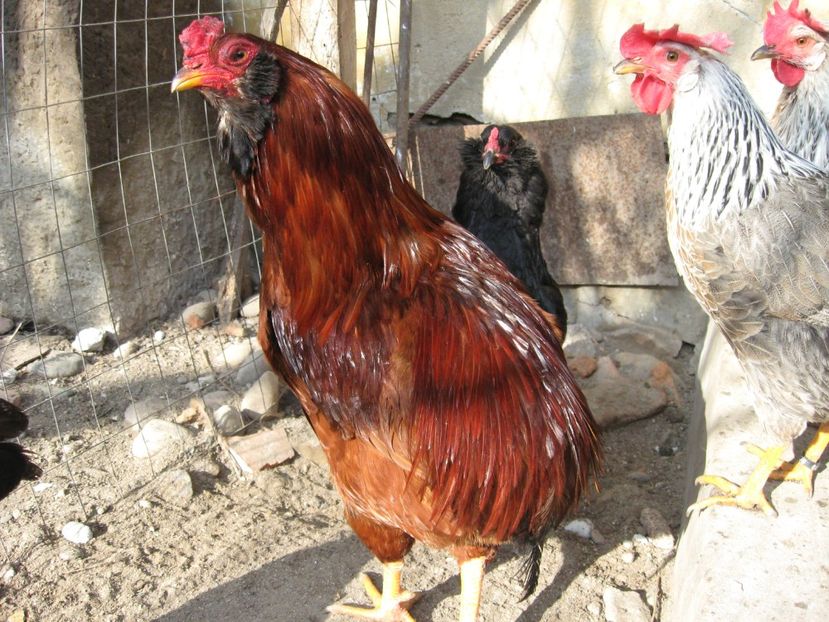  - Araucana si altfel de aucana 2017