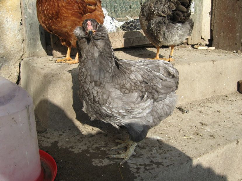  - Araucana si altfel de aucana 2017