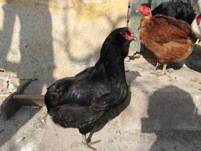  - Araucana si altfel de aucana 2017