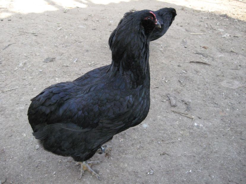  - Araucana si altfel de aucana 2017