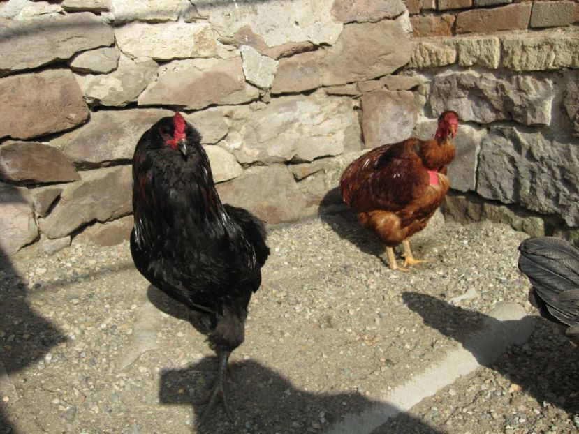  - Araucana si altfel de aucana 2017