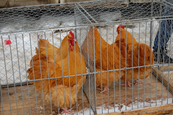 expo_pasari_de_rasa_nationala_breaza_ian_2010_ (3) - 94 expo breaza 2010