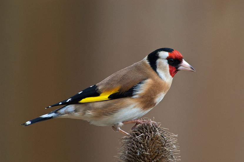 Carduelis-carduelis - Vreau sa achizitionez