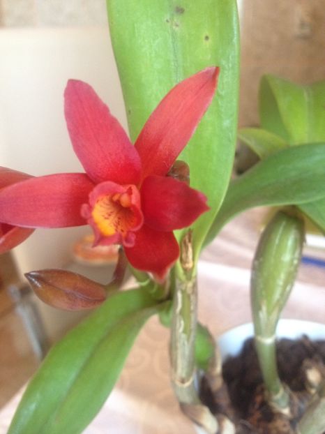 image - cattleya