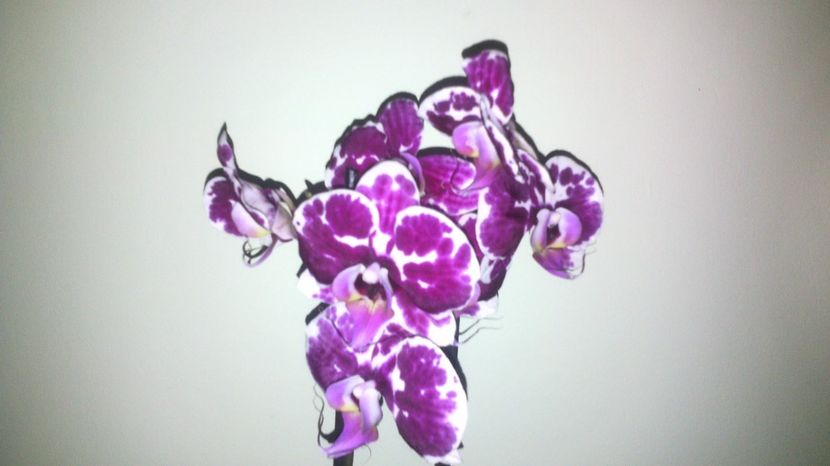 Movulina>>13.02.017 - Orhideea 2014-2018