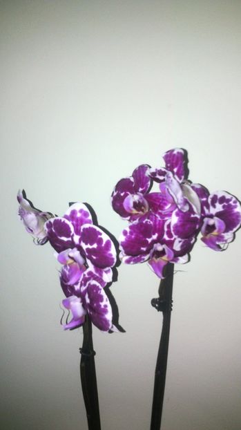  - Orhideea 2014-2018