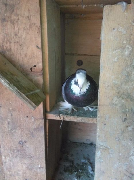  - urias si incaltati cu mot