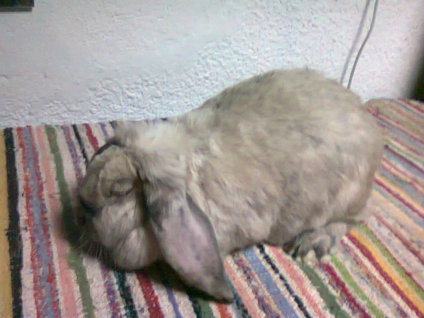 Fotografie0288 - neozeelandez