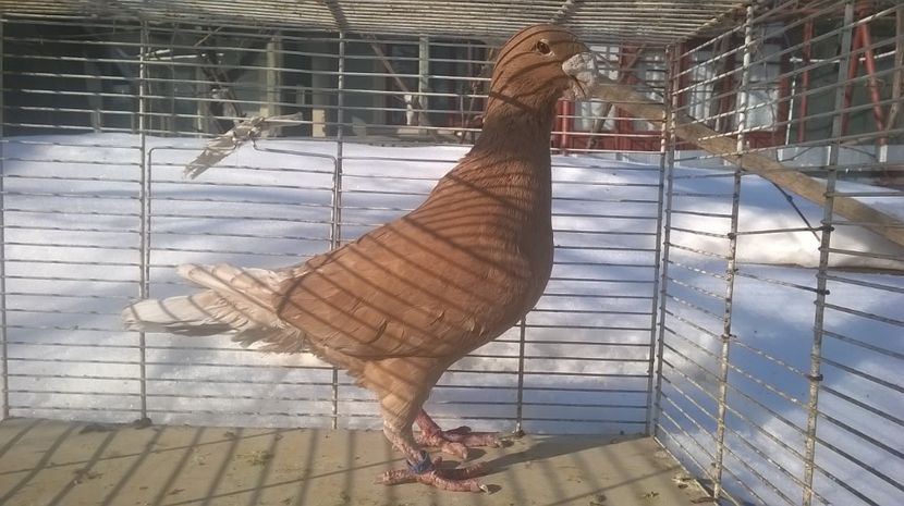 m. - Voiajori germani de frumusete