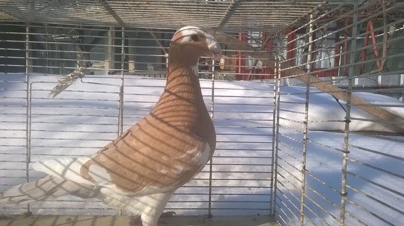  - Voiajori germani de frumusete