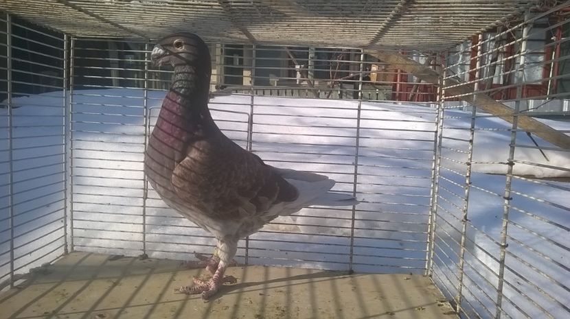 f.2016 - Voiajori germani de frumusete