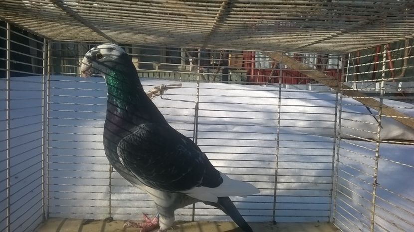 m.2016 - Voiajori germani de frumusete