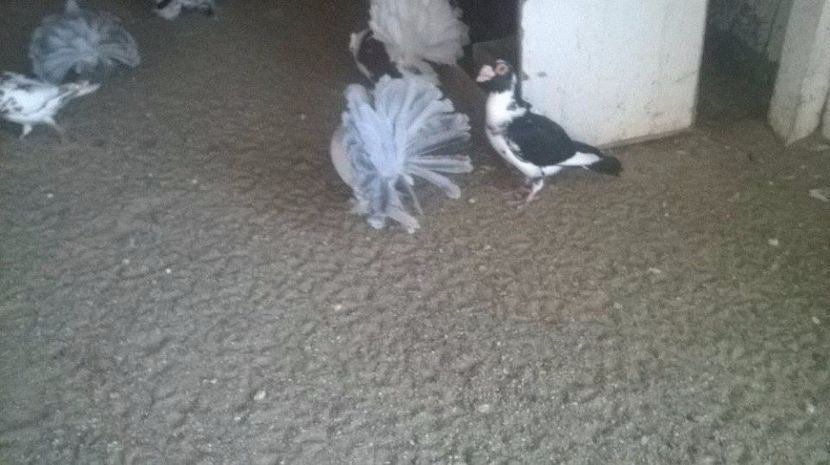 16809257_1348004171923662_1620246491_n (1) - VOLTATI INDIENI DIVERSE CULORI MATCA PENTRU 2017