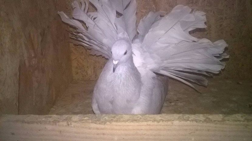  - VOLTATI INDIENI DIVERSE CULORI MATCA PENTRU 2017