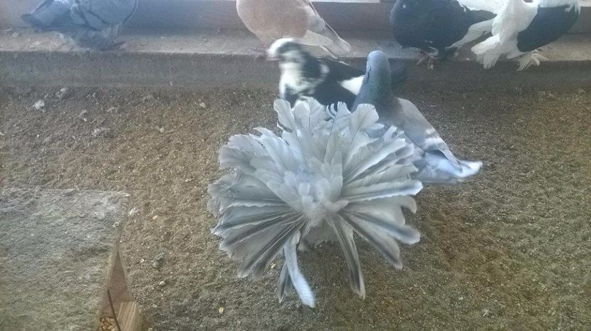  - VOLTATI INDIENI DIVERSE CULORI MATCA PENTRU 2017