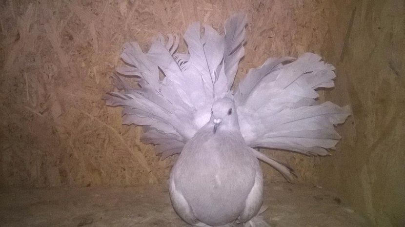  - VOLTATI INDIENI DIVERSE CULORI MATCA PENTRU 2017