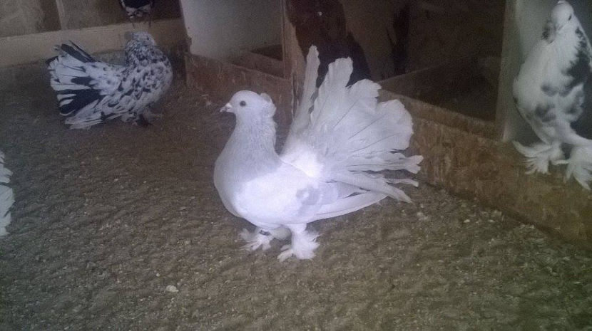  - Voltati indieni diferite culori matc             2017